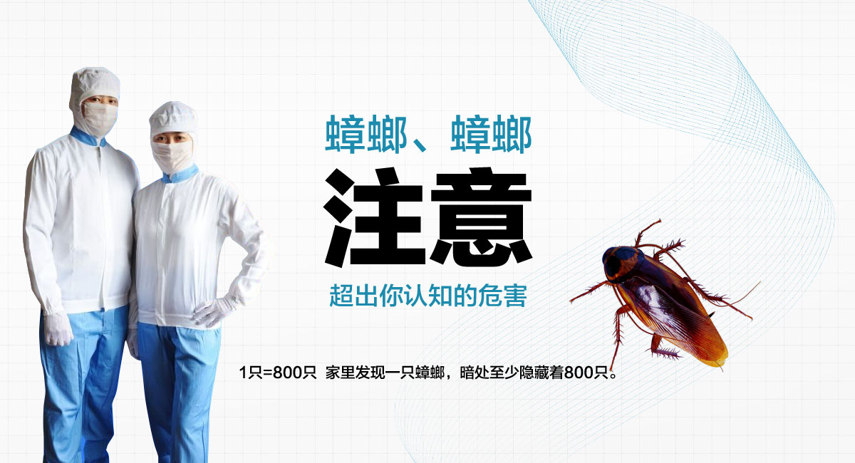 1只=800只 家里發現一只蟑螂,暗處至少隱藏著800只。